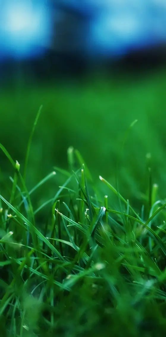 Grass-closeups