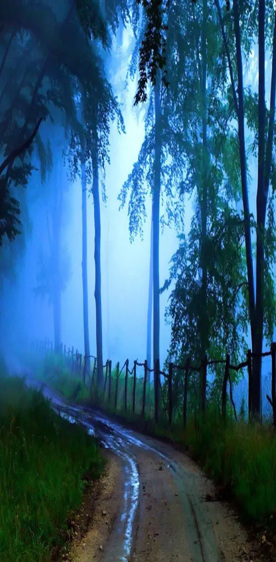 Blue mist in Forest