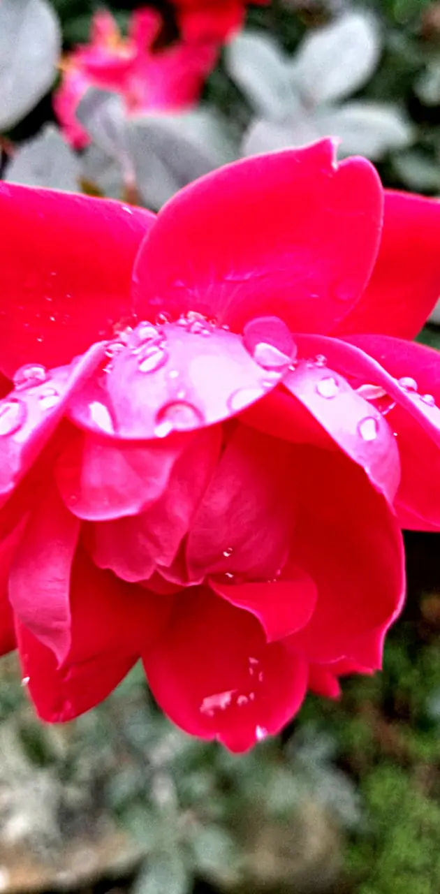 Rainy rose