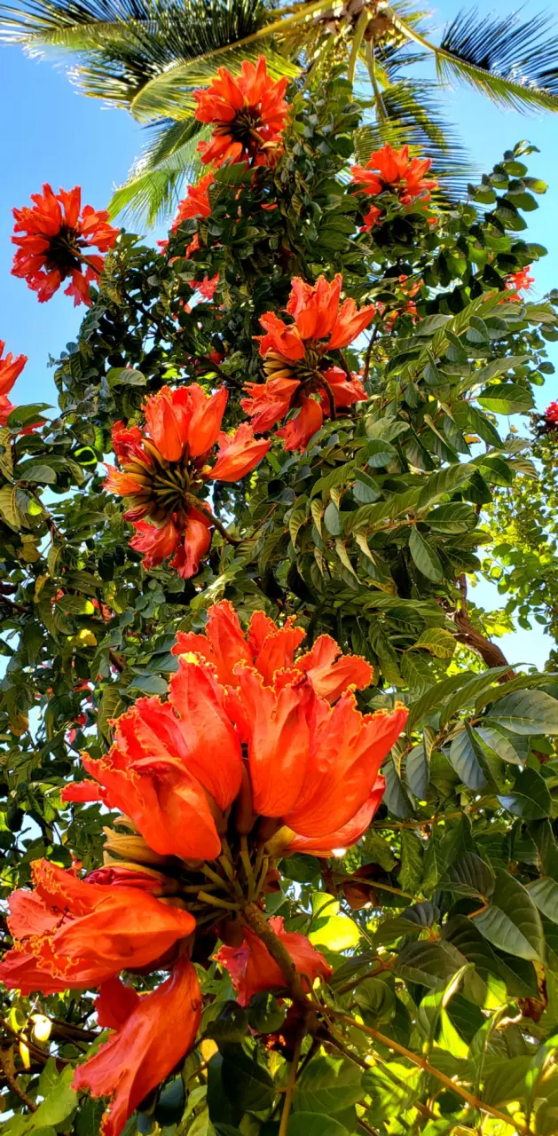 Orange bloom 4