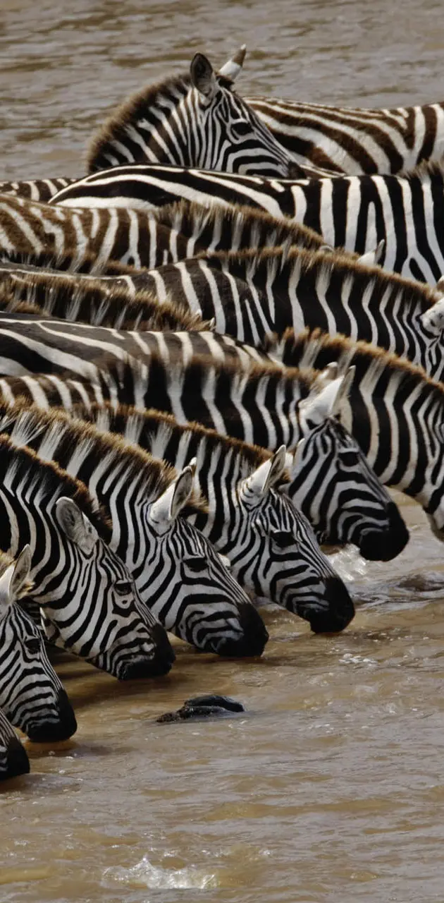Zebra Drinking Water