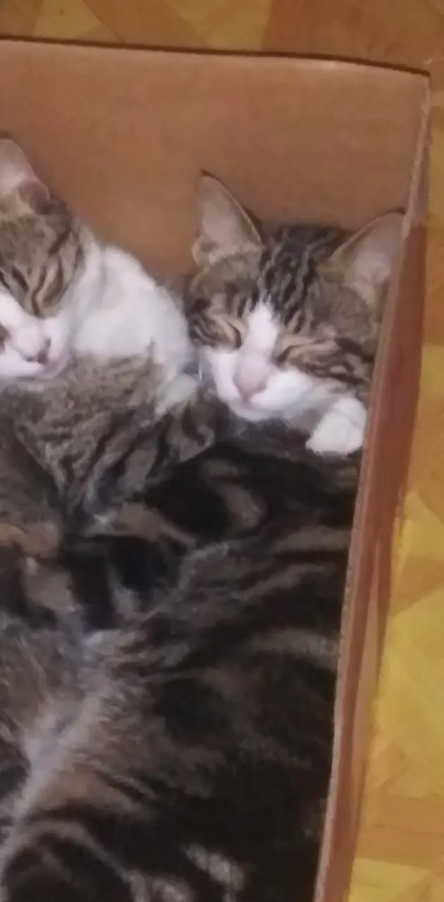 Sleepy kitties