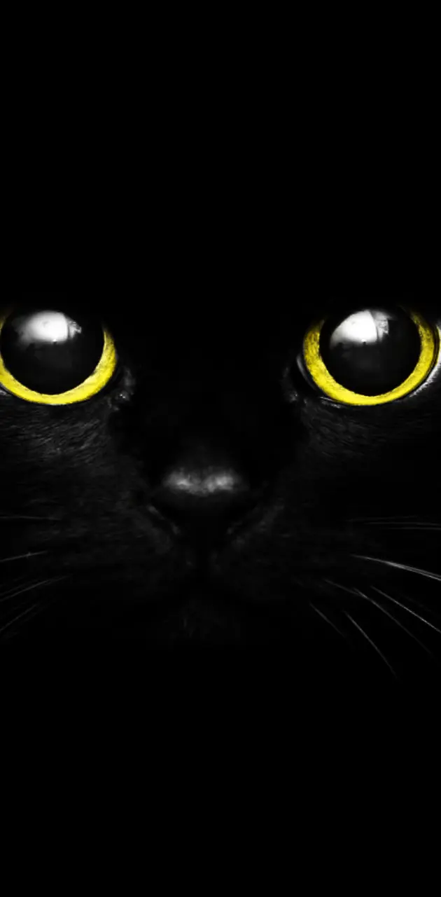 Cute Black Cat Eye