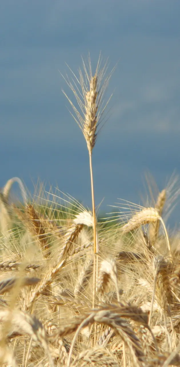 Grain Field In Macro