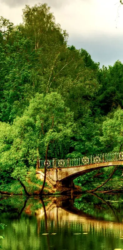 Bridge And Forest