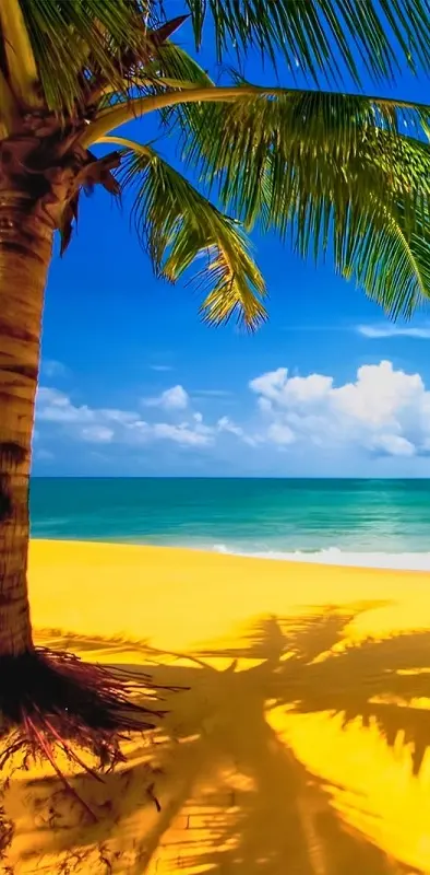 Palm Tree Beach