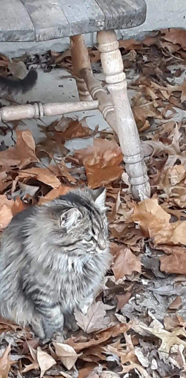 Cat in leaves