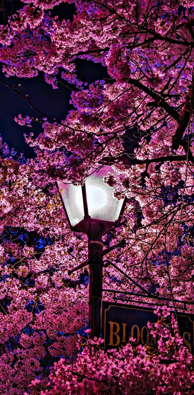 Street Light Sakura