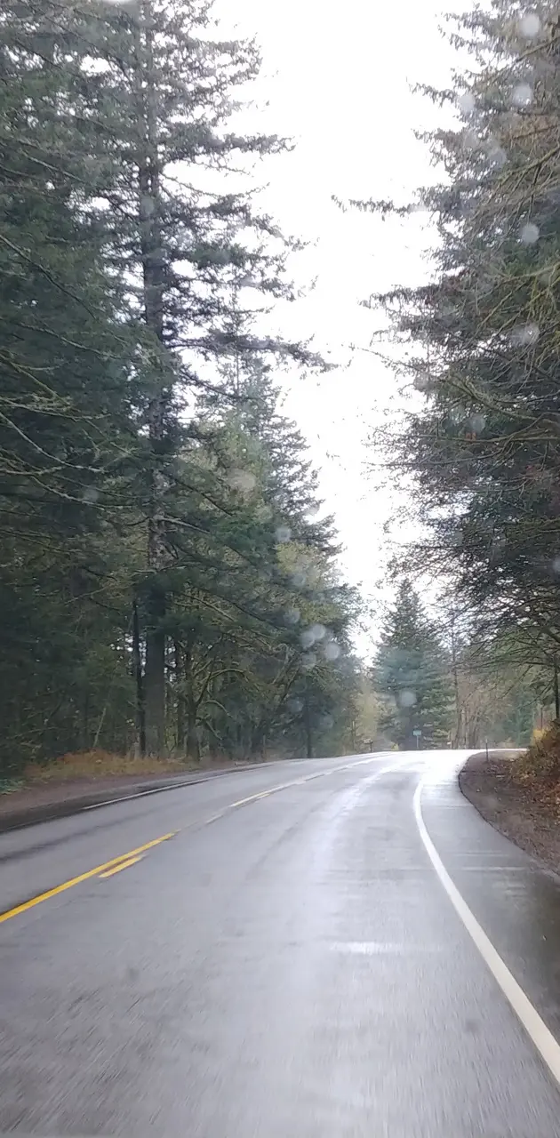 Rainy Forest Road