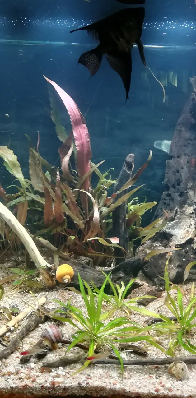 Natural aquarium
