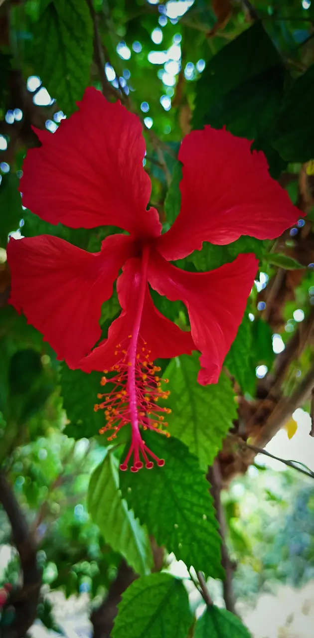 Hibiscus flower wallpaper by aniketmpatil - Download on ZEDGE™ | 8231