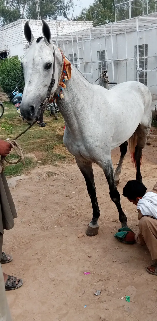 Allah Rakhaa Horse 