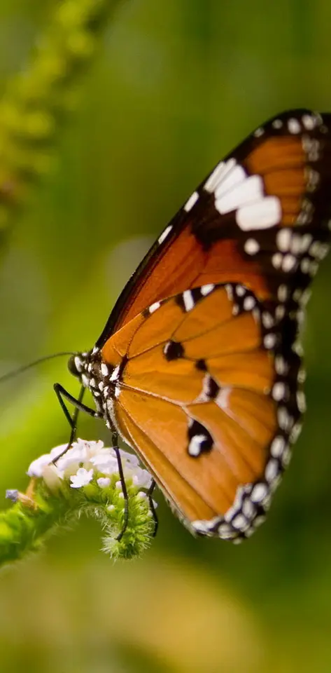 Butterfly V4