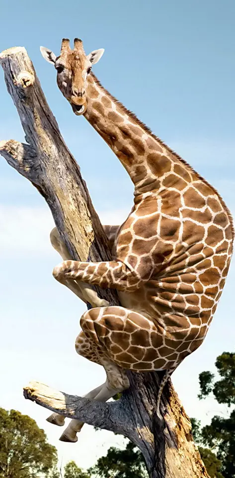 Funny Giraffe