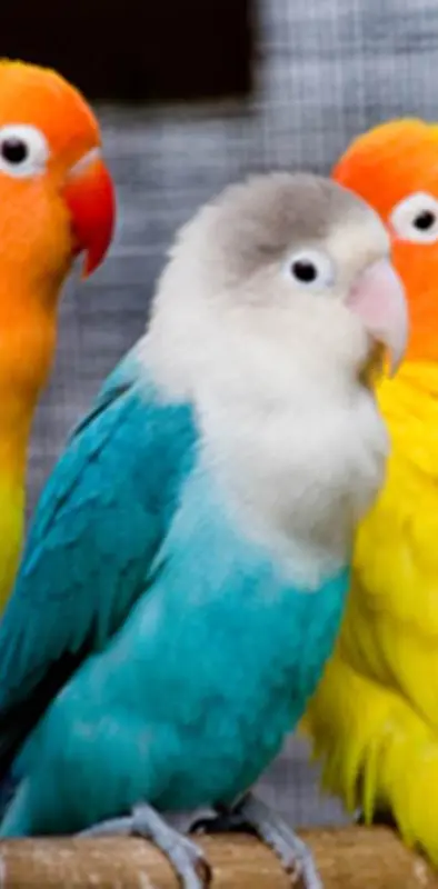 Hd Parrots