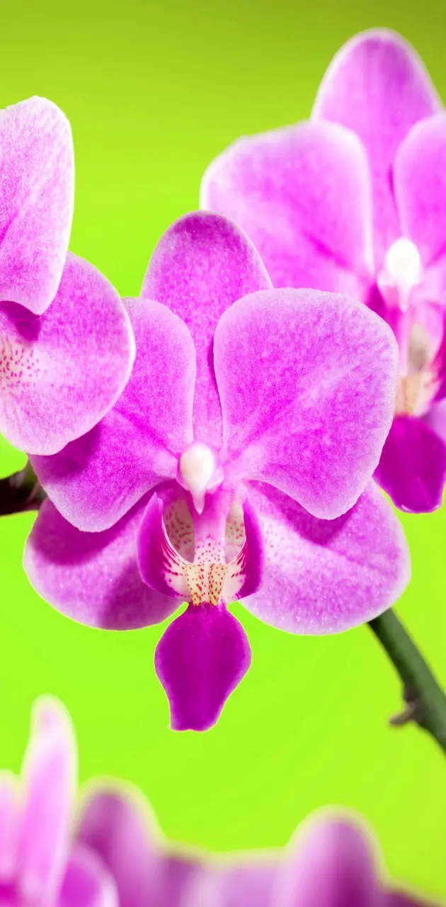 Orchids