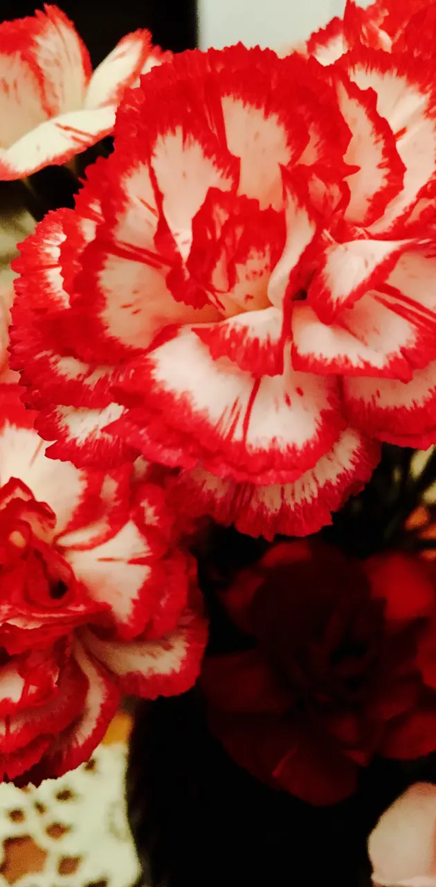 Carnations in vase