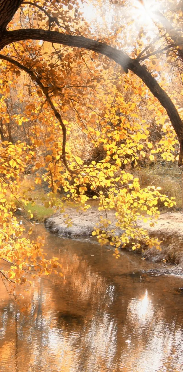 Autumn Forest Creek