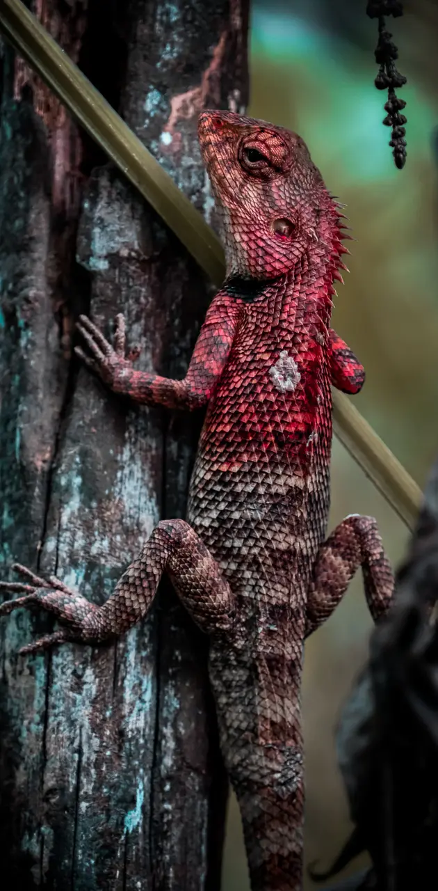 Lizard on wood