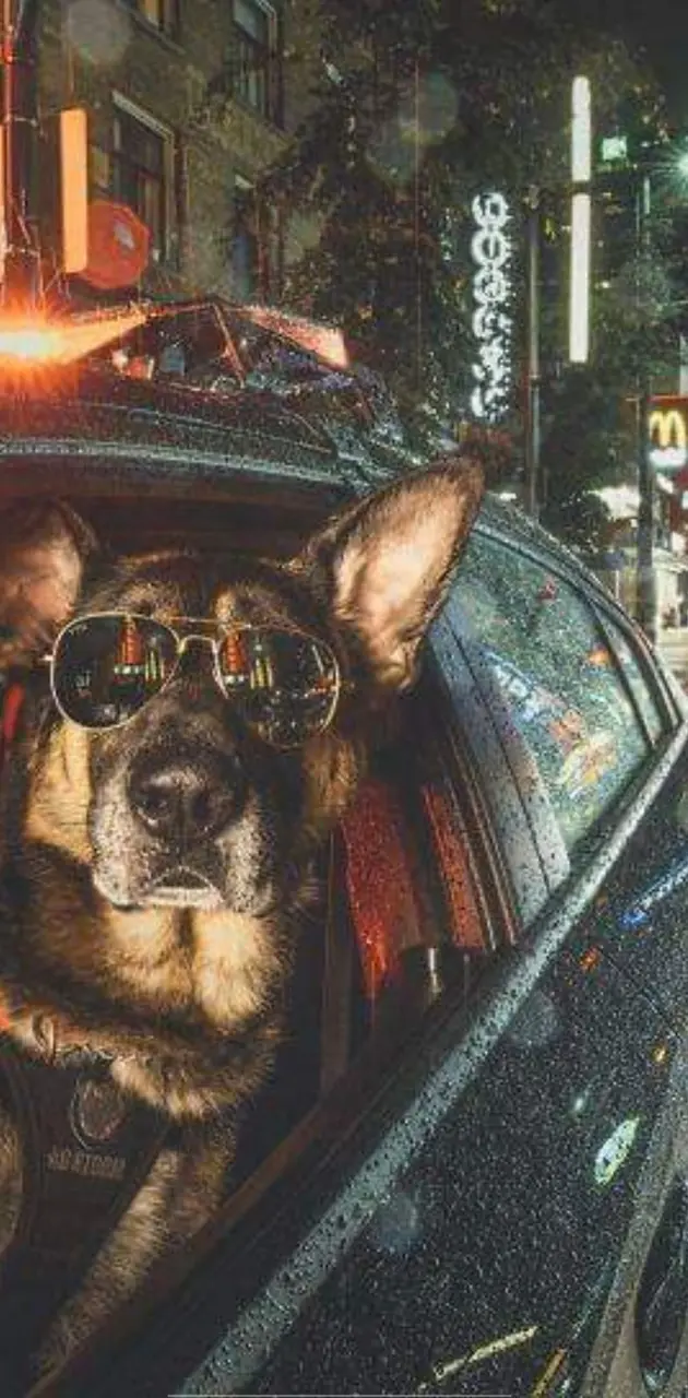 Police dog wallpaper by oXAPHIANo - Download on ZEDGE™ | 67fa