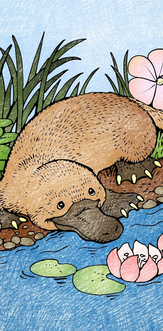 Platypus by the pond