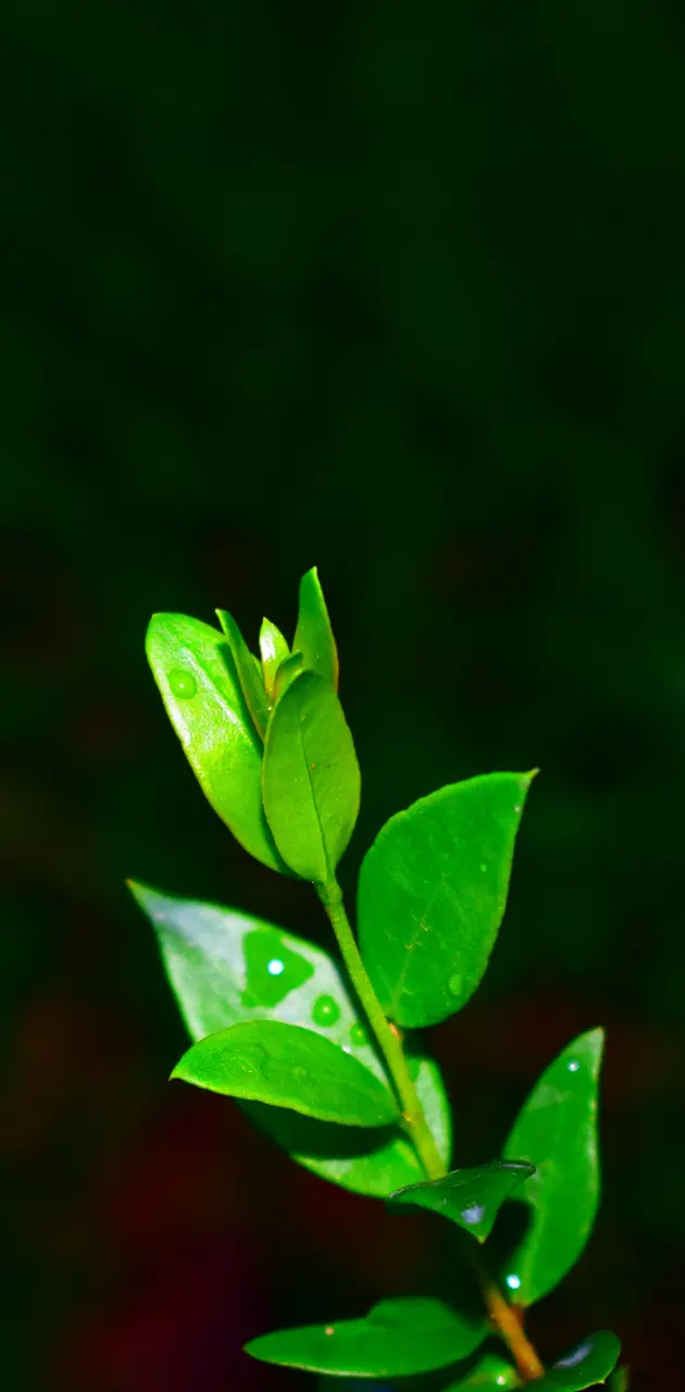 riseasphoenix Leaf