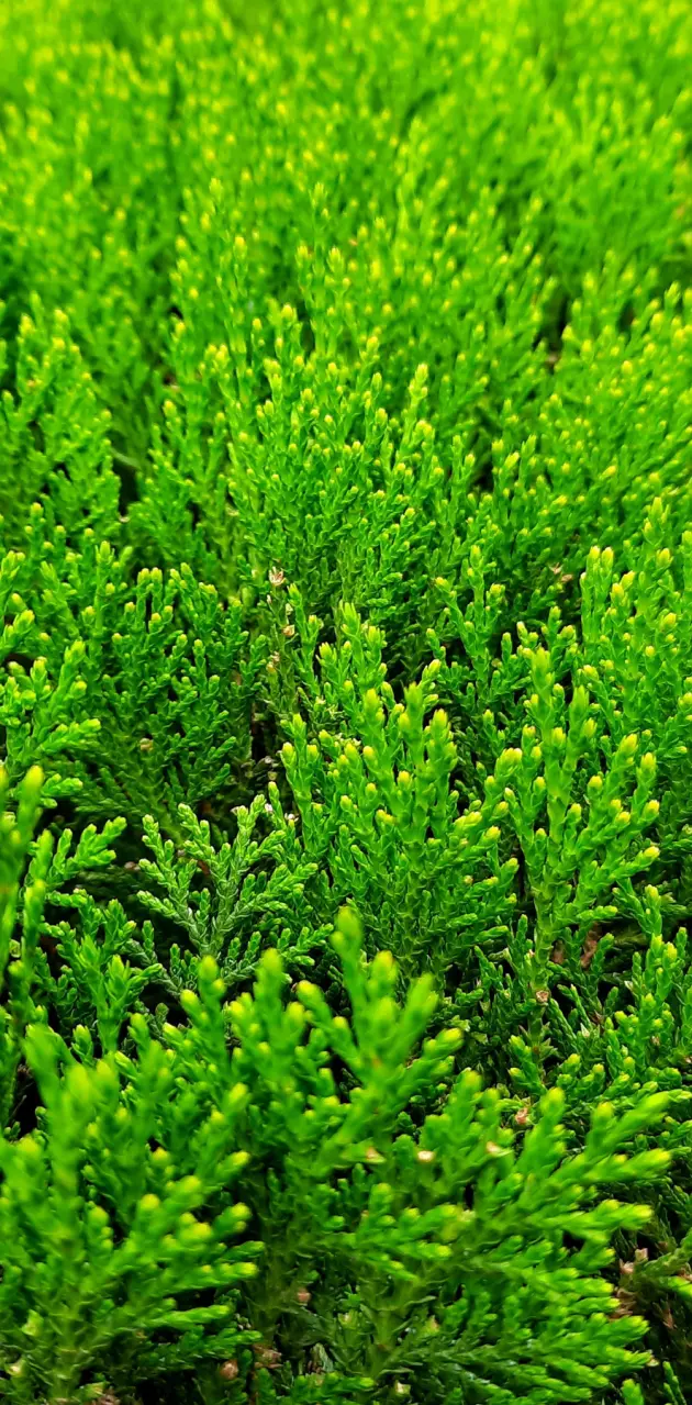 Green cypress plant