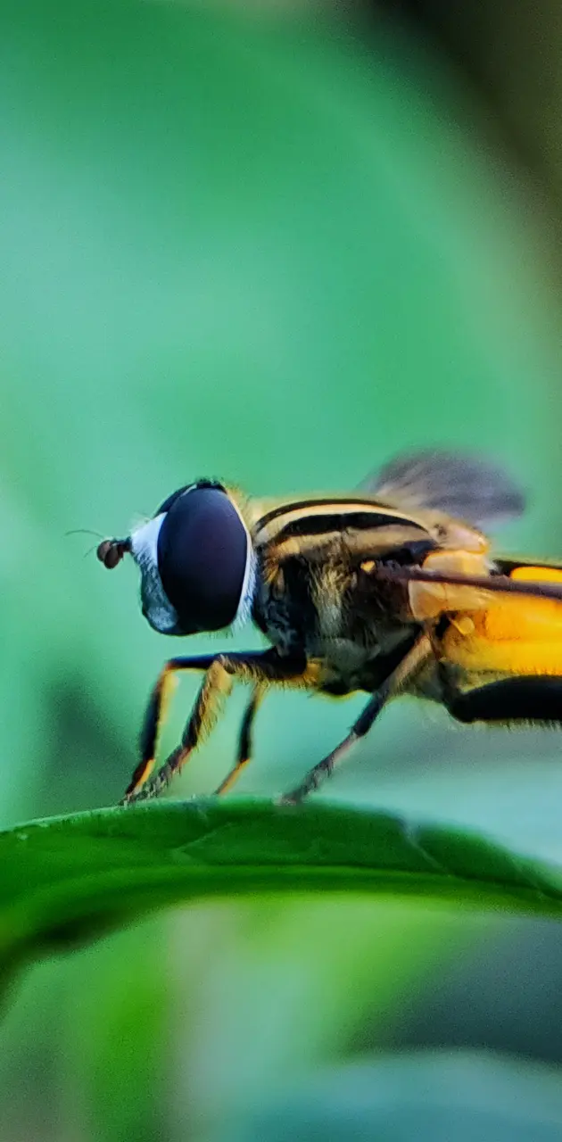 Hornet bug