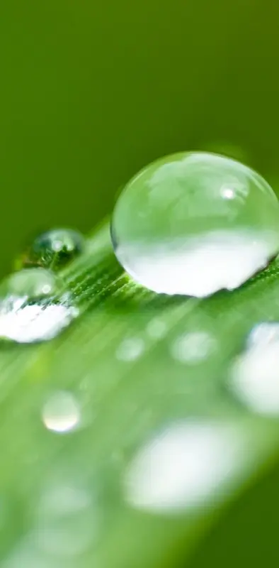 Water Drops On Green