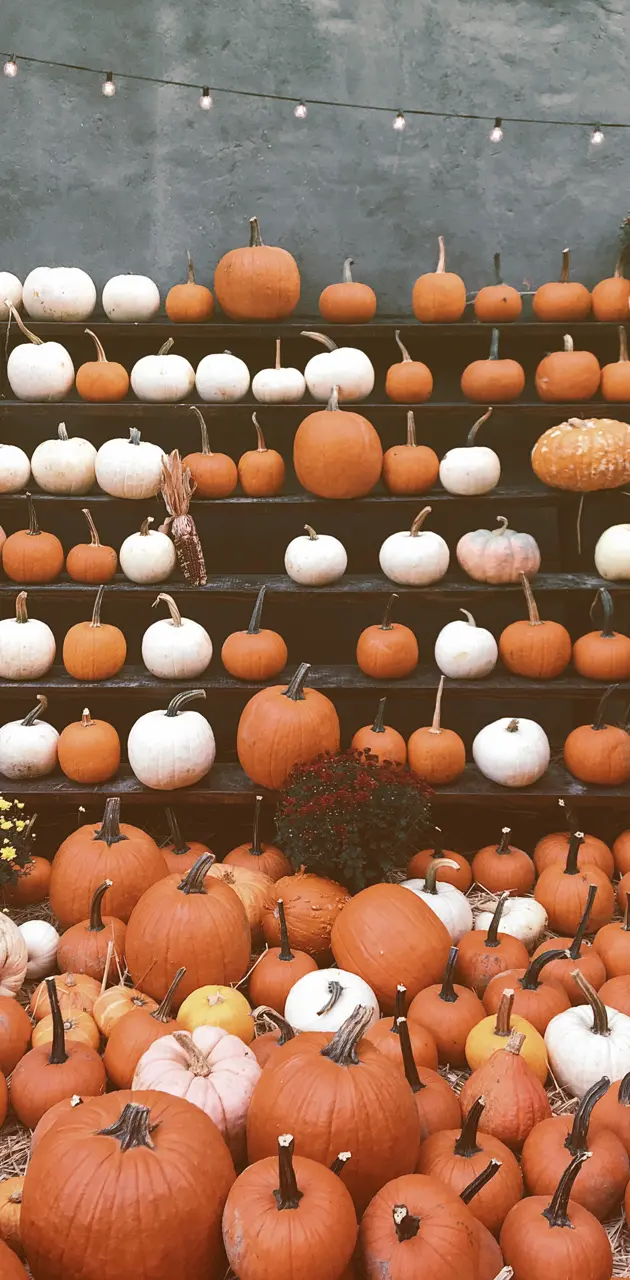 Layers of Pumpkins