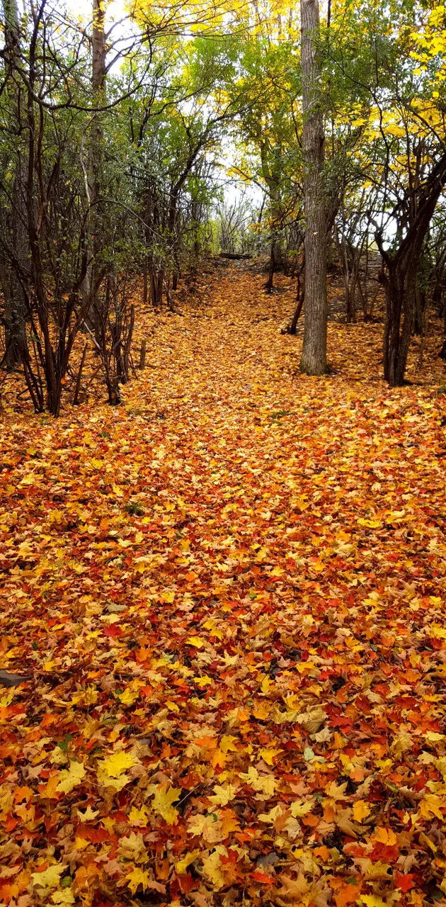 Path of leaves
