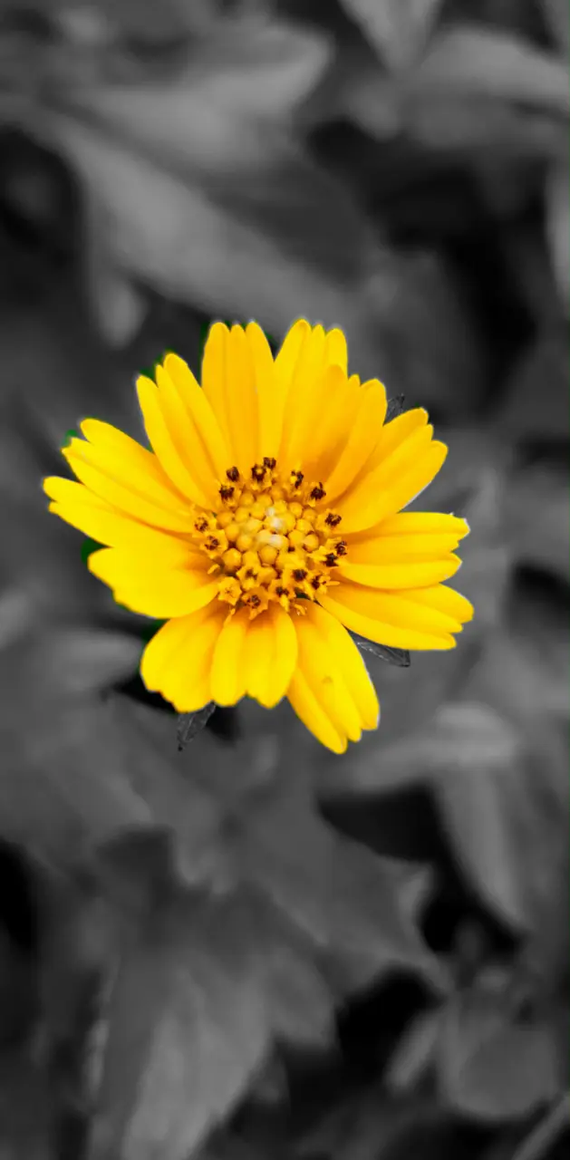 Yellow Bloom