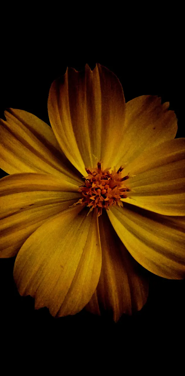 Shinny sunflower 