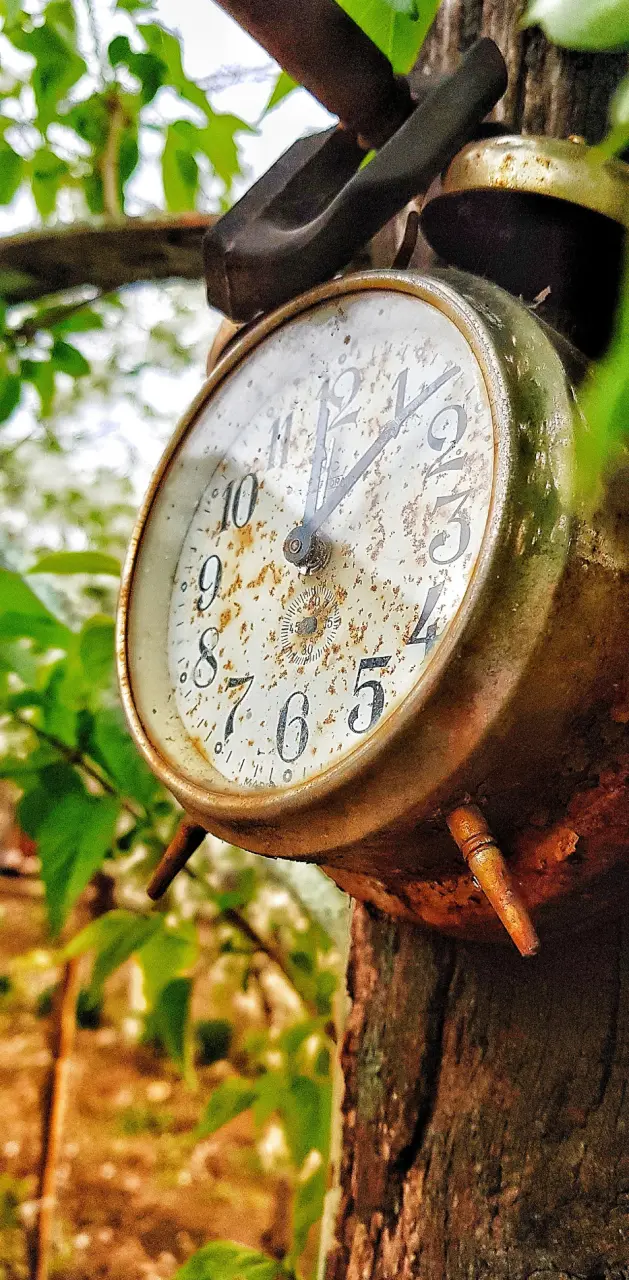 Old Clock Nature 