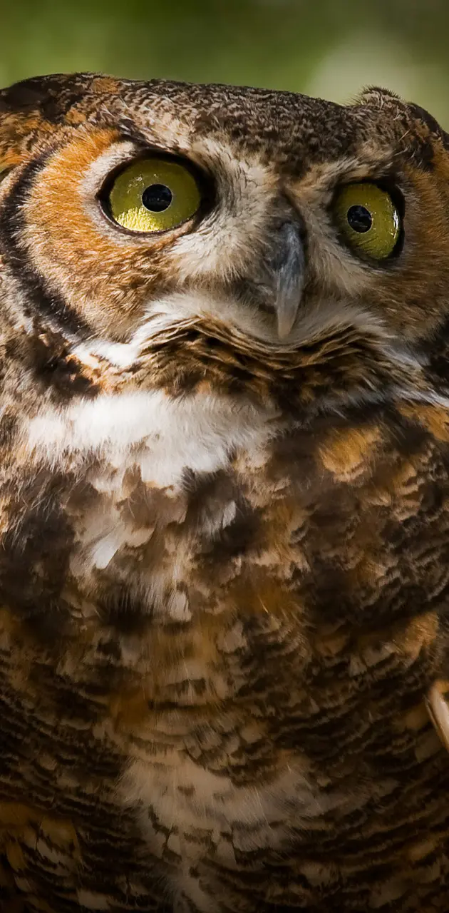 BSI Owl 01