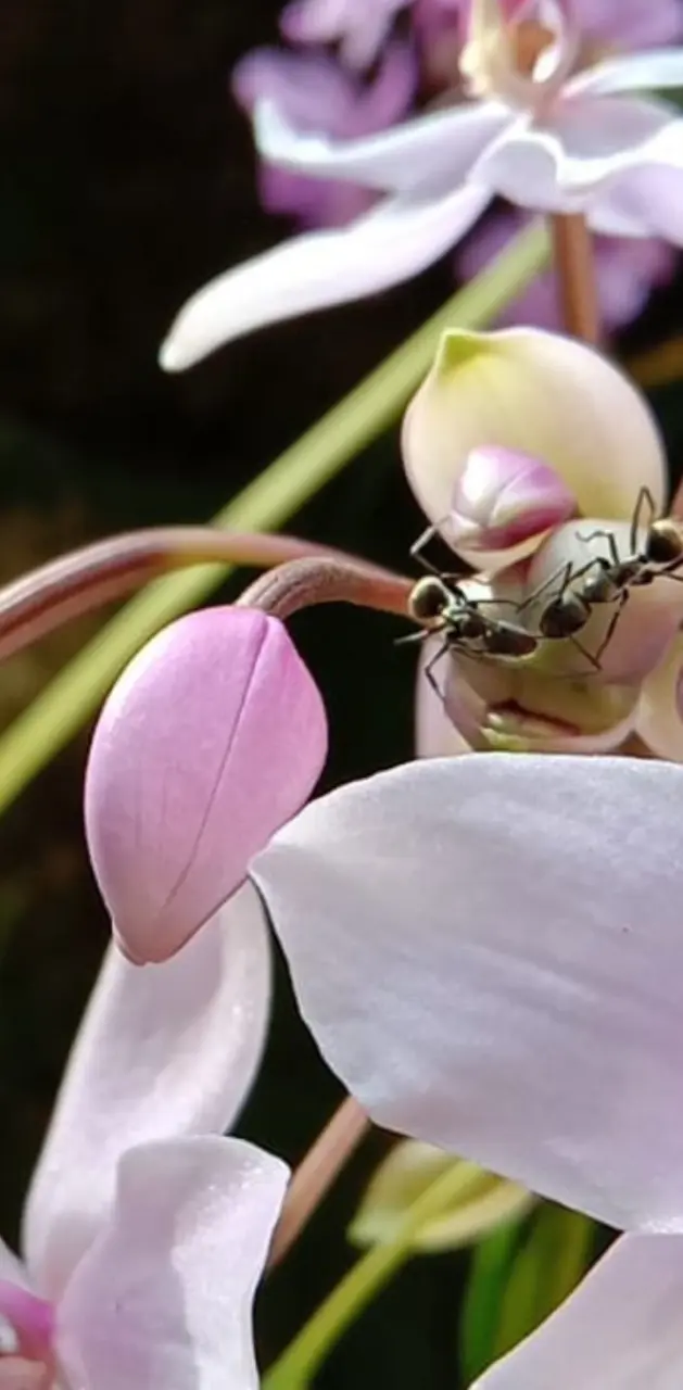 Ants on orchid