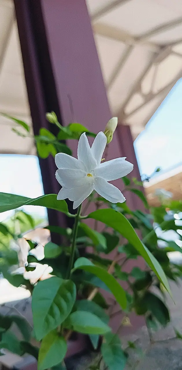 Flower royale jasmine