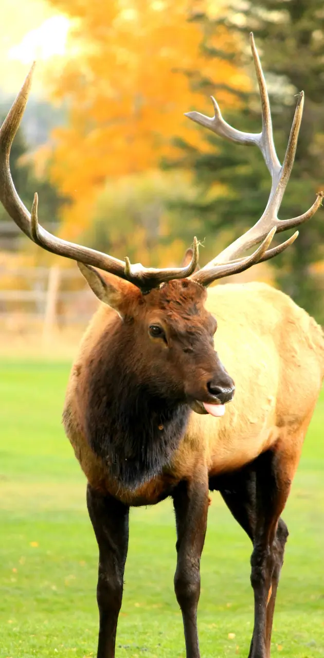 Male Elk Tongue Out