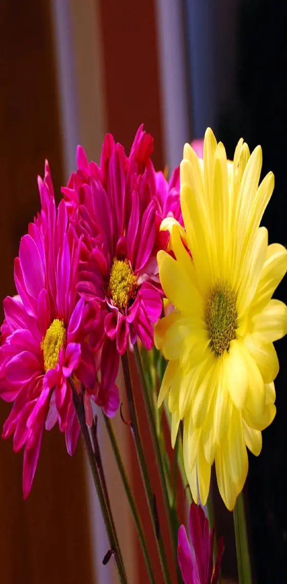 Pink n Yellow Flower