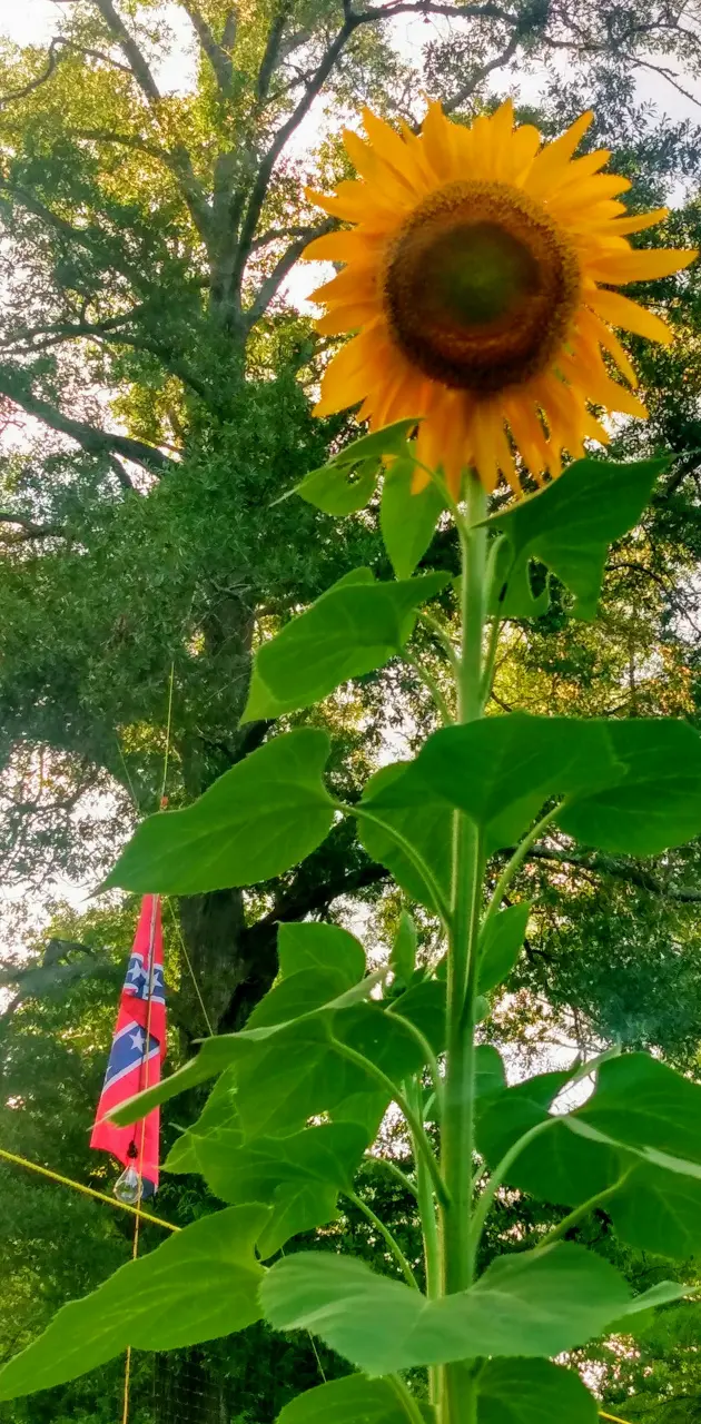 Redneck sunflower
