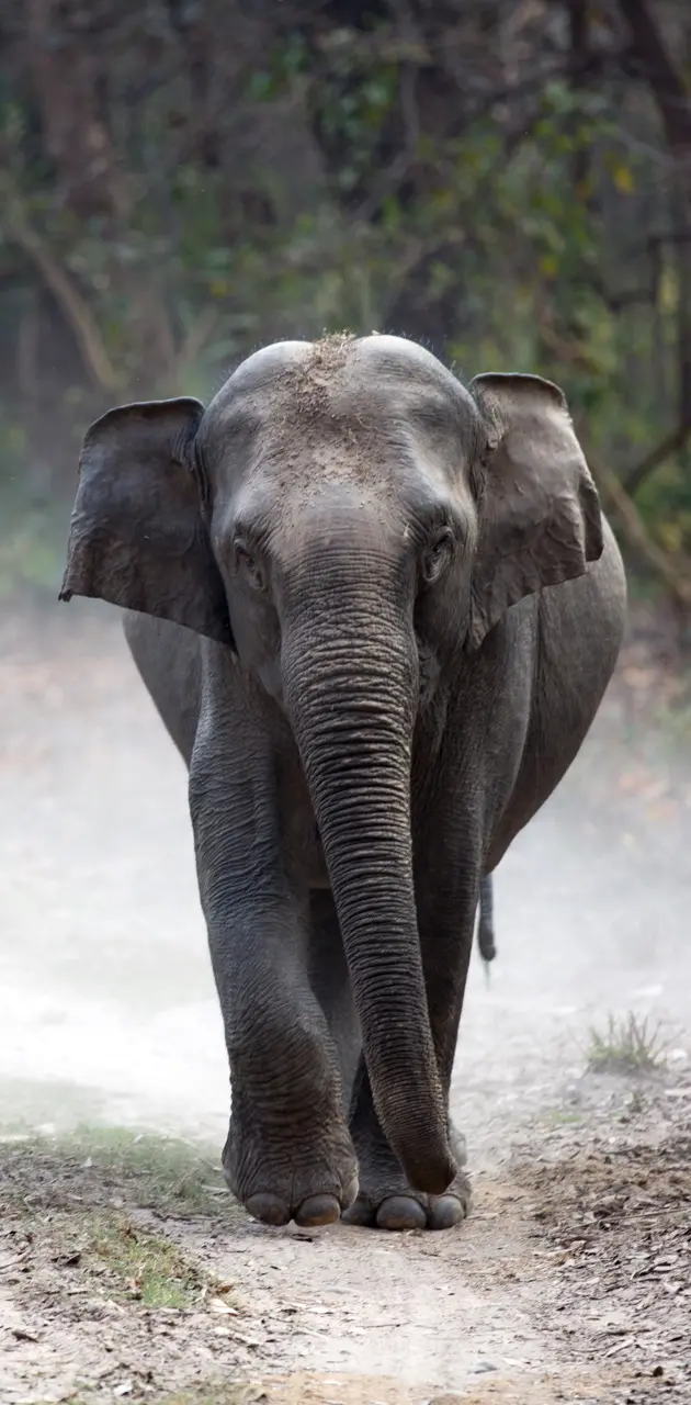 A Walking Elephant