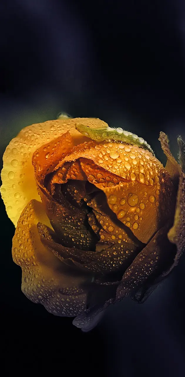 Yello rose