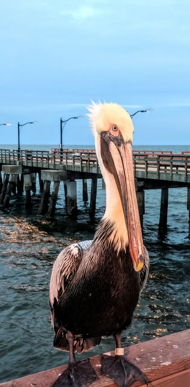 Pelle the pelican