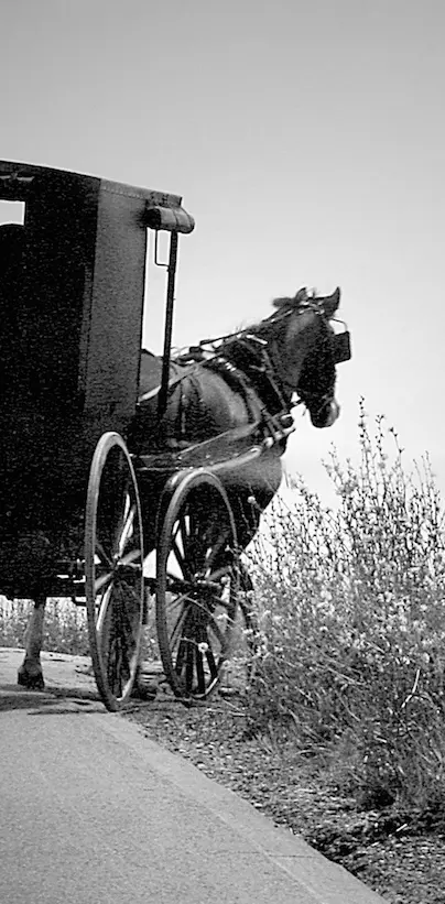 Amish Buggy Horse