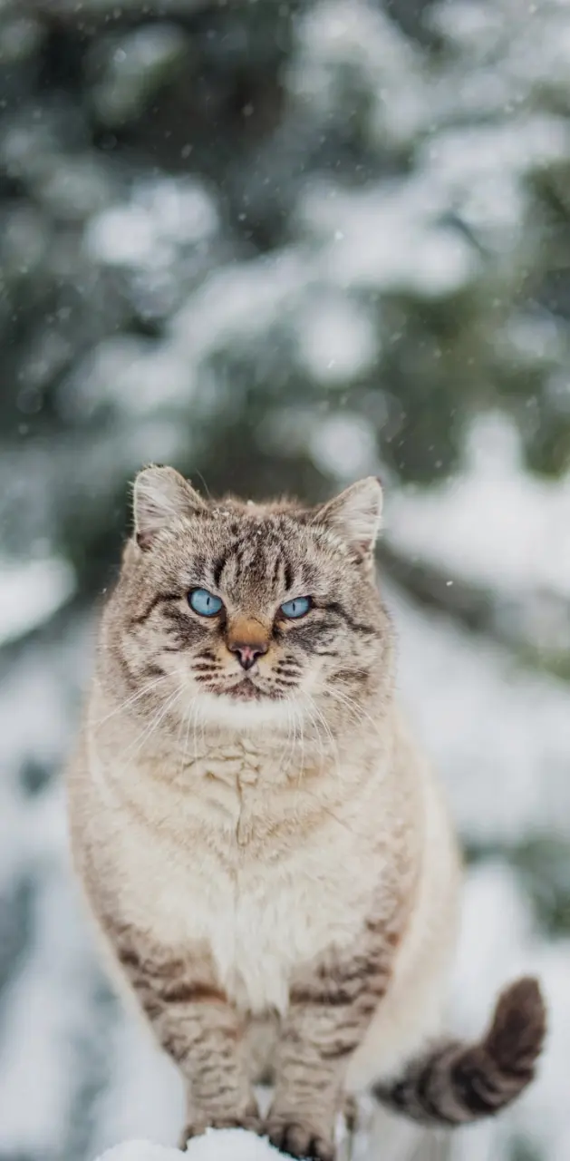 #A cat with blue eyes#