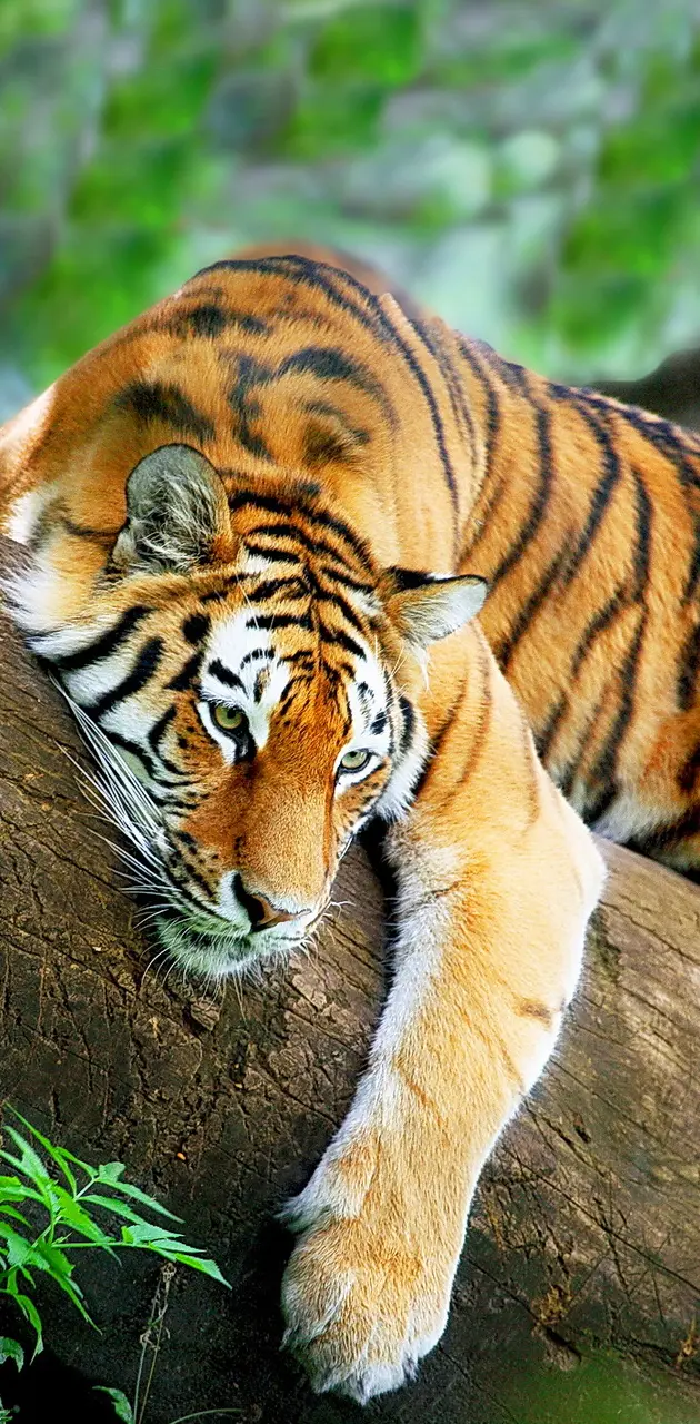 Tiger Relax
