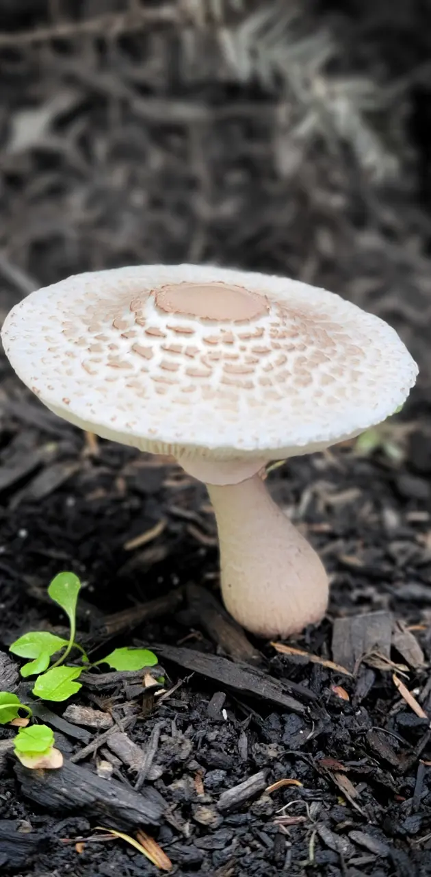 The Lonely Mushroom