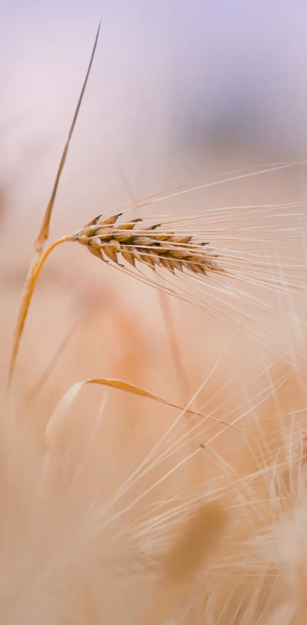 Wheat Summer