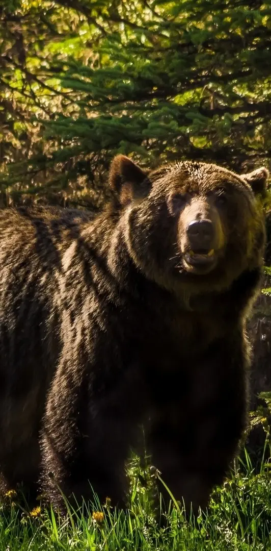 grizli bear