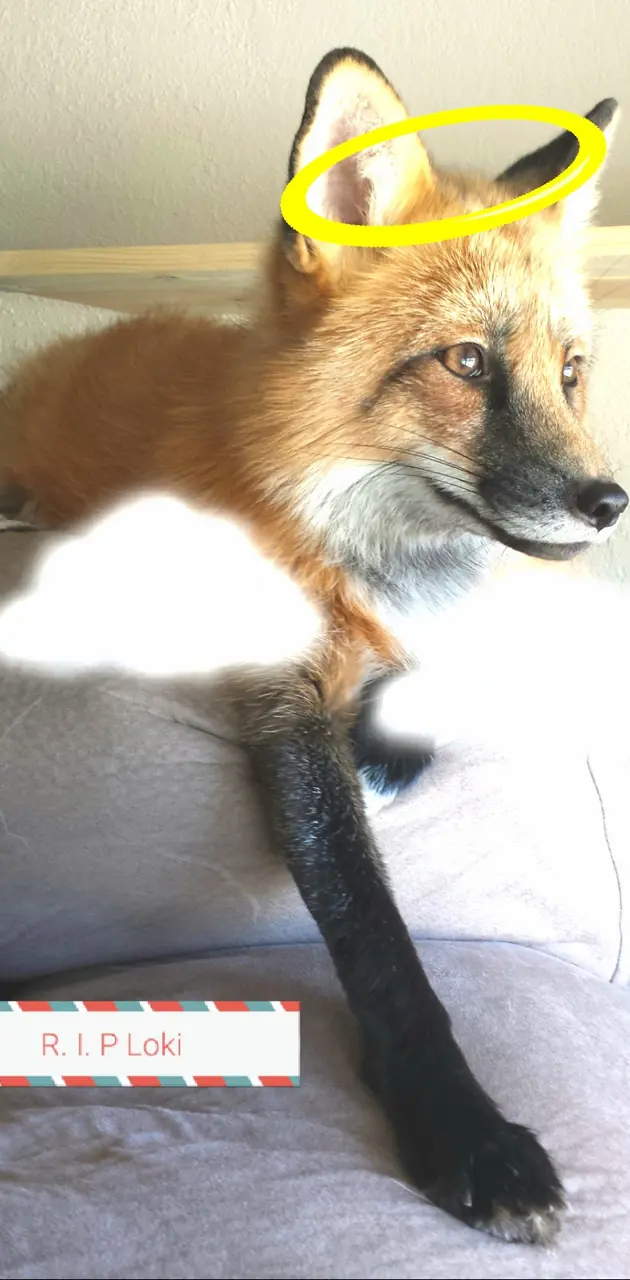 Loki the red fox